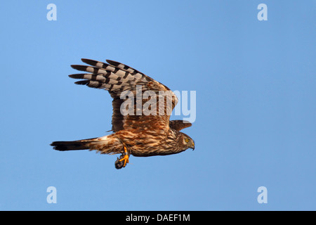 Kornweihe (Circus Cyaneus), Weiblich, fliegen, mit Beute, Niederlande, Texel Stockfoto