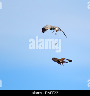 Kornweihe (Circus Cyaneus), paar, männliche gibt Beute Weibchen im Flug, Niederlande, Texel Stockfoto