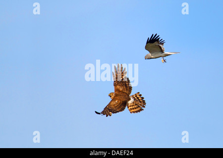 Kornweihe (Circus Cyaneus), paar fliegen, nachdem männlich, Weiblich, Niederlande, Texel Beute gegeben hat Stockfoto