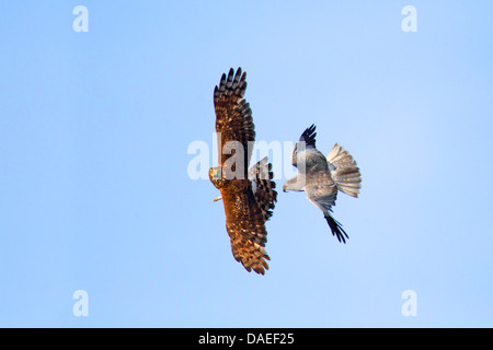 Kornweihe (Circus Cyaneus), paar fliegen, nachdem männlich, Weiblich, Niederlande, Texel Beute gegeben hat Stockfoto