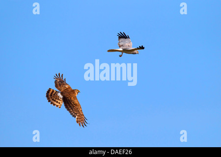 Kornweihe (Circus Cyaneus), paar fliegen, nachdem männlich, Weiblich, Niederlande, Texel Beute gegeben hat Stockfoto