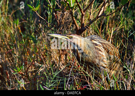 Amerikanische Rohrdommel (Botaurus Lentiginosus), stehend im Schilf Bett, USA, Florida, Merritt Island Stockfoto