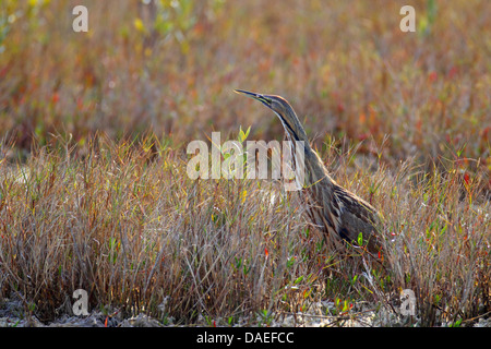 Amerikanische Rohrdommel (Botaurus Lentiginosus), stehend im Schilf Bett, USA, Florida, Merritt Island Stockfoto