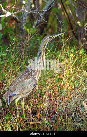 Amerikanische Rohrdommel (Botaurus Lentiginosus), stehend im Schilf Bett, USA, Florida, Merritt Island Stockfoto