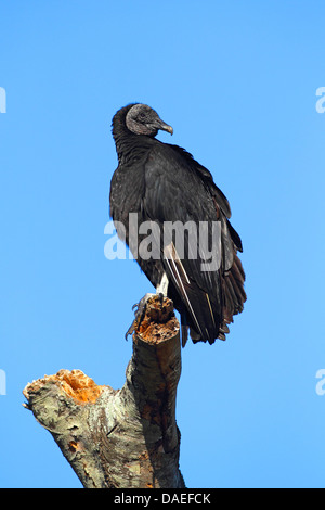 Amerikanische schwarze Geier (Coragyps Atratus), sitzt auf einem toten Baum, USA, Florida, Merritt Island Stockfoto