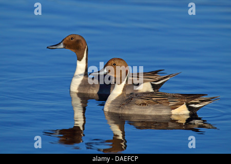 nördliche Pintail (Anas Acuta), zwei Männchen, Schwimmen, Spiegel Bild, USA, Florida, Merritt Island Stockfoto