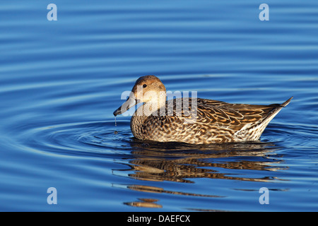 nördliche Pintail (Anas Acuta), Weiblich, Schwimmen, USA, Florida, Merritt Island Stockfoto