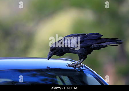 Kanarische Inseln Rabe, Kanarische Rabe (Corvus corax tingitanus, Corvus tingitanus), Rabe, der das eigene Spiegelbild auf einem Dach eines Autos angreift, Kanarische Inseln Stockfoto