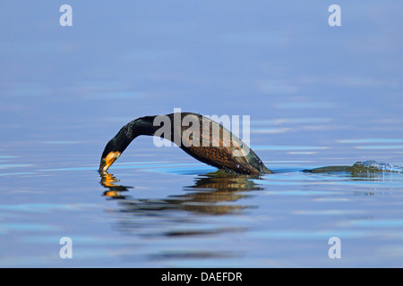 Kormoran (Phalacrocorax Carbo), begann Tauchen in das Wasser, Griechenland, Kerkinisee Stockfoto