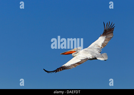 Krauskopfpelikan (Pelecanus Crispus), fliegen, Segelfliegen, Griechenland, Kerkinisee Stockfoto