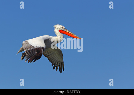 Krauskopfpelikan (Pelecanus Crispus), fliegen, Zucht Gefieder, Griechenland, Kerkinisee Stockfoto