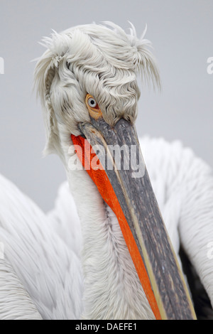 Krauskopfpelikan (Pelecanus Crispus), Gefieder, Porträt des Kopfes, Griechenland, Kerkinisee Zucht Stockfoto