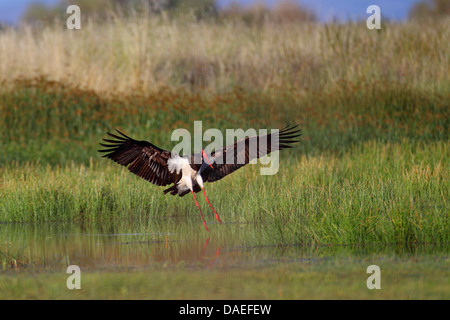 Schwarzstorch (Ciconia Nigra), Landung in einem Moor, Griechenland, Lesbos Stockfoto