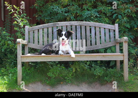 Mischling Hund (Canis Lupus F. Familiaris), liegend auf einer Gartenbank Stockfoto