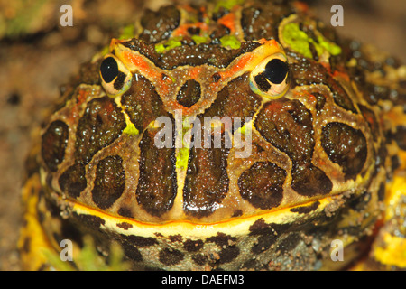 argentinische gehörnten Frosch, Pacman Frog, Nightcrawler, Night Crawler, reich verzierten gehörnten Frosch, reich verzierten gehörnte Kröte, Escuerzo (Ceratophrys Ornata), portrait Stockfoto