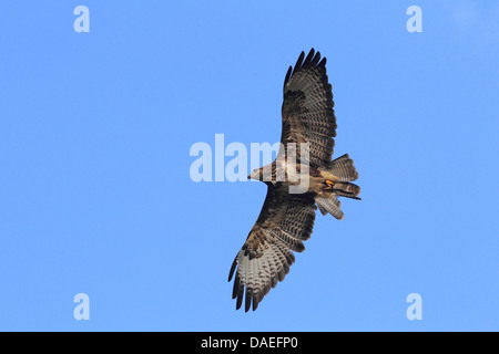 Eurasischer Bussard (Buteo Buteo), fliegen, Deutschland Stockfoto