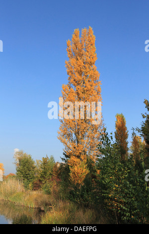 Lombardei-Pappel (Populus Nigra var. Italica, Populus Nigra 'Italica', Populus Italica, Populus Nigra Italica), im Herbst, Deutschland Stockfoto