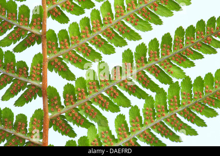 Wurmfarn (Dryopteris Filix-Mas), Unterseite einer Broschüre mit sori Stockfoto