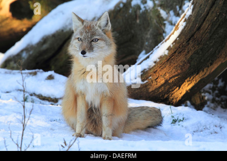 Corsac Fox (Vulpes Corsac), im Winter, Deutschland Stockfoto