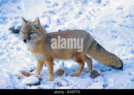 Corsac Fox (Vulpes Corsac), im winter Stockfoto