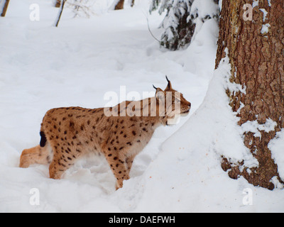 nördlichen Luchs (Lynx Lynx Lynx), im Schnee, Deutschland Stockfoto