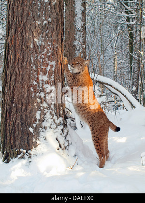 nördlichen Luchs (Lynx Lynx Lynx), stehend auf einem Baumstamm im Winter, Deutschland Stockfoto