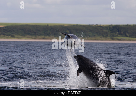 Bottlenose Delphine spielen in den Moray Firth. Highland. Schottland. Stockfoto