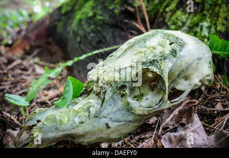 verfallenden Hirsch-Schädel bedeckt in Grünschimmel in den Wäldern Stockfoto