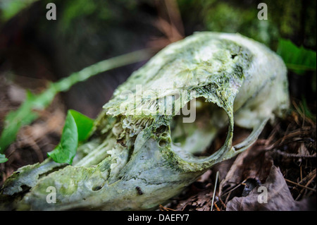 verfallenden Hirsch-Schädel bedeckt in Grünschimmel in den Wäldern Stockfoto