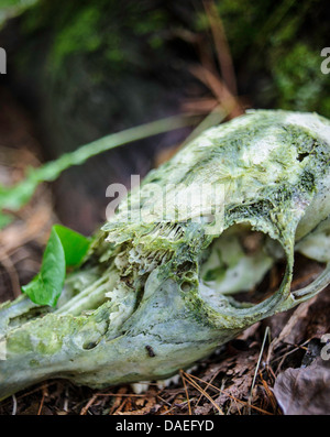 verfallenden Hirsch-Schädel bedeckt in Grünschimmel in den Wäldern Stockfoto