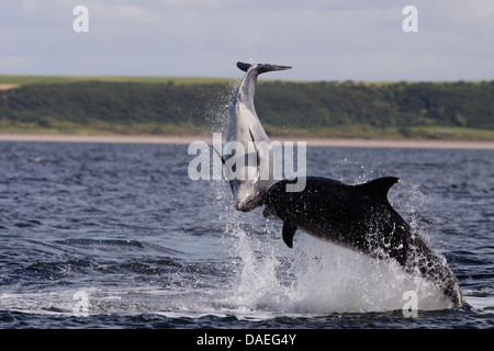 Bottlenose Delphine spielen in den Moray Firth. Highland. Schottland. Stockfoto