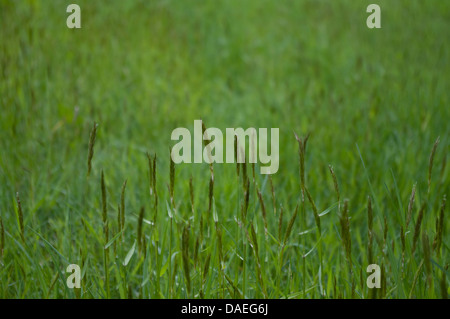 Meadow grasses on spring Stockfoto