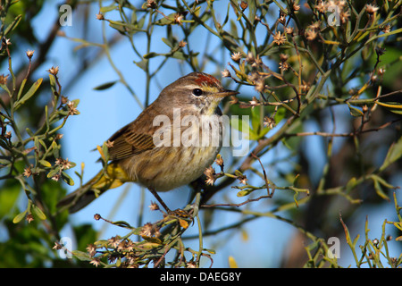 Palm-Grasmücke (Dendroica Palmarum), sitzt in einem Strauch, USA, Florida, Kakao Stockfoto