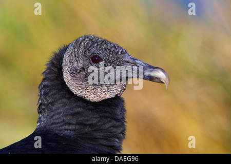 Amerikanische schwarze Geier (Coragyps Atratus), Porträt des Kopfes, USA, Florida, Everglades Nationalpark Stockfoto