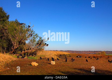 Amerikanische schwarze Geier (Coragyps Atratus), große Gruppe sitzt am Boden und auf einem Baum, in den Morgen, USA, Florida, Myakka River State Park Aufwärmen Stockfoto