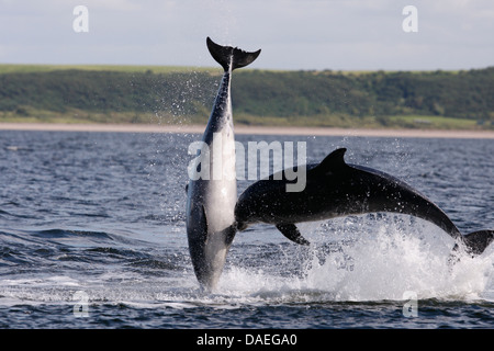 Bottlenose Delphine spielen in den Moray Firth. Highland. Schottland. Stockfoto