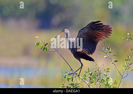 Limpkin (Aramus Guarauna), Landung in einem Baum, USA, Florida Stockfoto