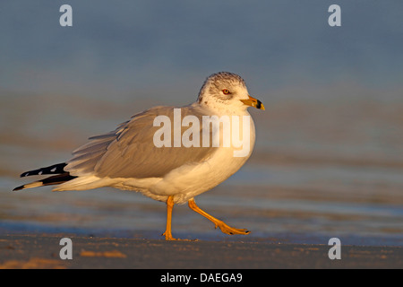 Ring-billed Möwe (Larus Delawarensis), Wandern im Wattenmeer, USA, Florida Stockfoto