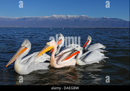 Dalmatinische Pelikan (Pelecanus Crispus), dalmatinische Pelikane in der Zucht Gefieder schwimmen zusammen mit einem großen weißen Pelikan, Griechenland, See Kerkini Stockfoto