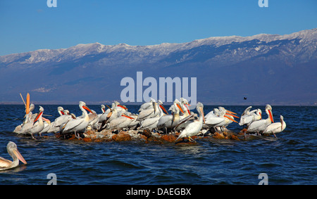 Dalmatinische Pelikan (Pelecanus Crispus), dalmatinische Pelikane in der Zucht Gefieder stehen auf einer Insel im See Kerkini See Kerkini, Griechenland, Stockfoto