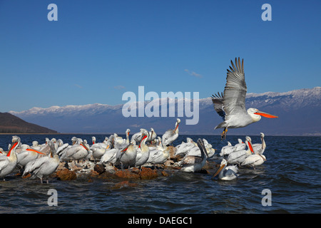 Dalmatinische Pelikan (Pelecanus Crispus), dalmatinische Pelikane in der Zucht Gefieder stehen auf einer Insel im See Kerkini See Kerkini, Griechenland, Stockfoto