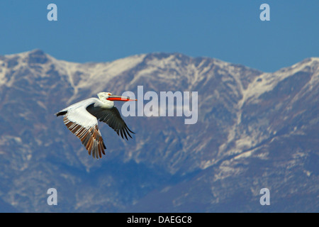 Krauskopfpelikan (Pelecanus Crispus), fliegt ein Krauskopfpelikan vor der Silhouette des Berges Belasiza, Griechenland, See Kerkini Stockfoto