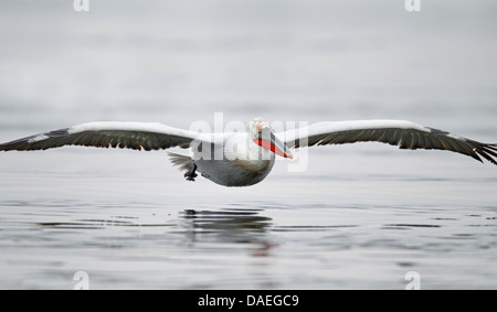 Krauskopfpelikan (Pelecanus Crispus), fliegt ein Krauskopfpelikan nahe der Wasseroberfläche, Griechenland, See Kerkini Stockfoto