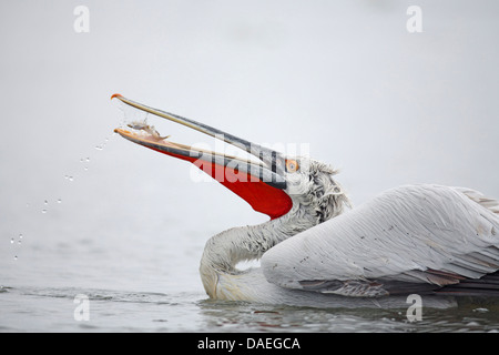 Krauskopfpelikan (Pelecanus Crispus), speist ein Krauskopfpelikan ein kleiner Fisch, Griechenland, See Kerkini Stockfoto