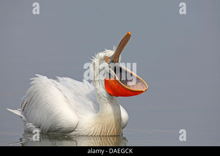 Dalmatinische Pelikan (Pelecanus Crispus), Krauskopfpelikan Zucht Gefieder schwimmt mit offener Rechnung, Griechenland, See Kerkini Stockfoto