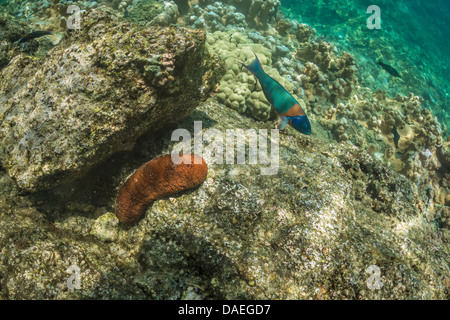 Sattel Lippfisch Thalassoma Duperrey und Plump Seegurken, Actinopyga Obesa, in die Kaoho Gezeiten-Pools, Big Island, Hawaii Stockfoto