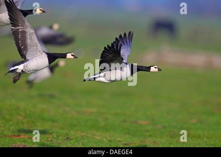 Weißwangengans (Branta Leucopsis), paar, Niederlande, Friesland fliegen Stockfoto