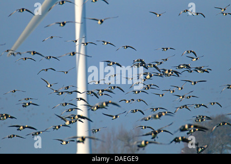 Weißwangengans (Branta Leucopsis), fliegende Gruppe vor einem Wind Motor, Niederlande, Friesland Stockfoto