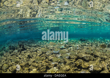 Schule der Sträfling Tangs (Acanthurus Triostegus) auf Nahrungssuche auf dem Boden des Korallenriffs in Kaoho Gezeitenbecken südlich von Hilo, Hawaii Stockfoto