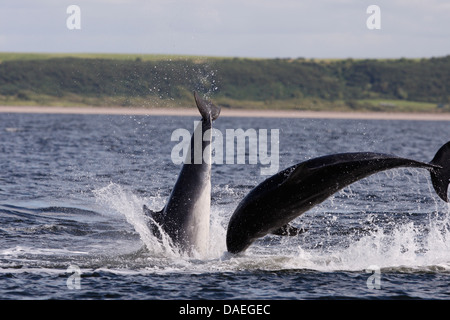Bottlenose Delphine spielen in den Moray Firth. Highland. Schottland. Stockfoto